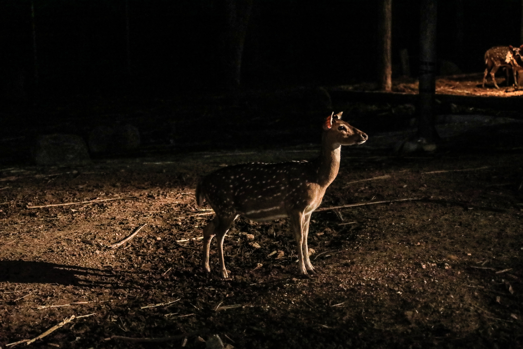 Chiang Mai Night Safari Park