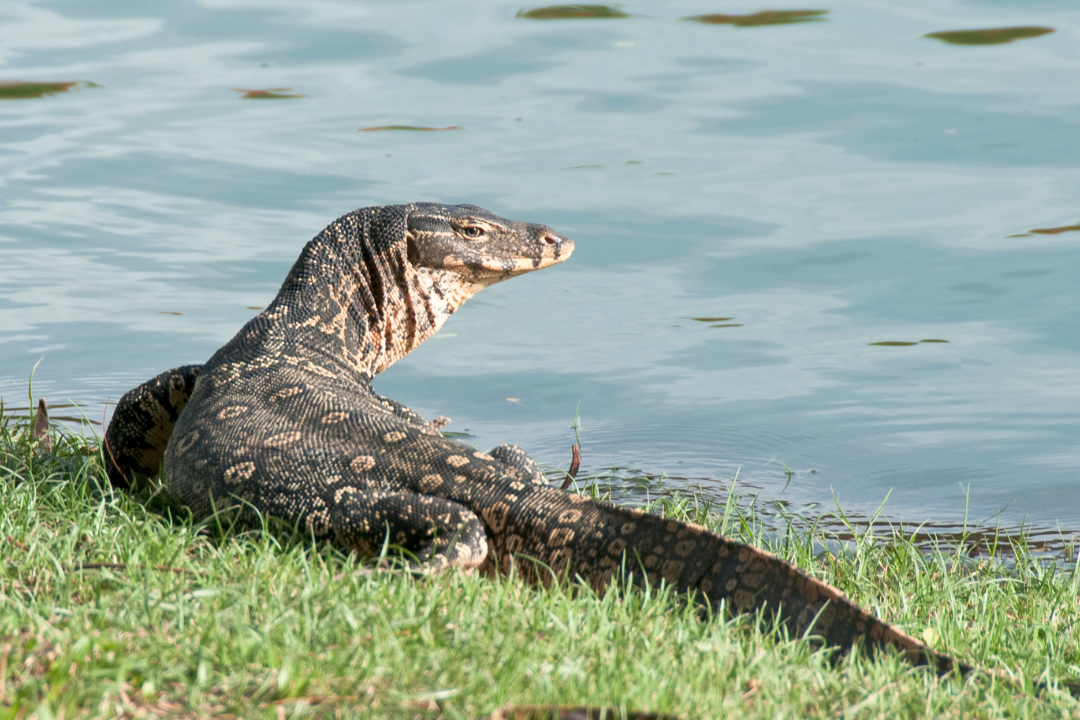 Monitor Lizards